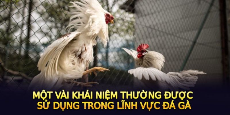 Những khái niệm về đấu chiến kê thường gặp nhất ở Helo88