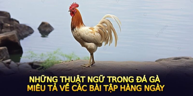 Thuật ngữ trong đá gà “tiền biệt dưỡng” phổ biến